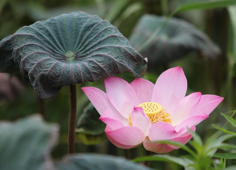 Mindful Breathing and Meditation